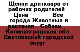 Щенки дратхаара от рабочих родителей › Цена ­ 22 000 - Все города Животные и растения » Собаки   . Калининградская обл.,Светловский городской округ 